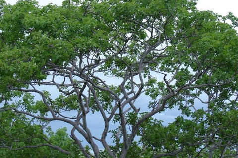 Palo Santo Sticks Tree