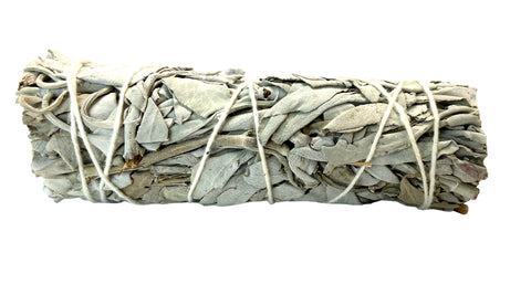 Buy California White Sage-4 inches Online